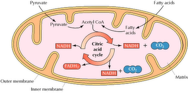 Krebs Cycle